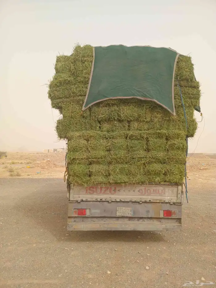 الرياض. برسيم. حق. المزنب. برسيم. صافي. وطيب. مره.250. حبه 0