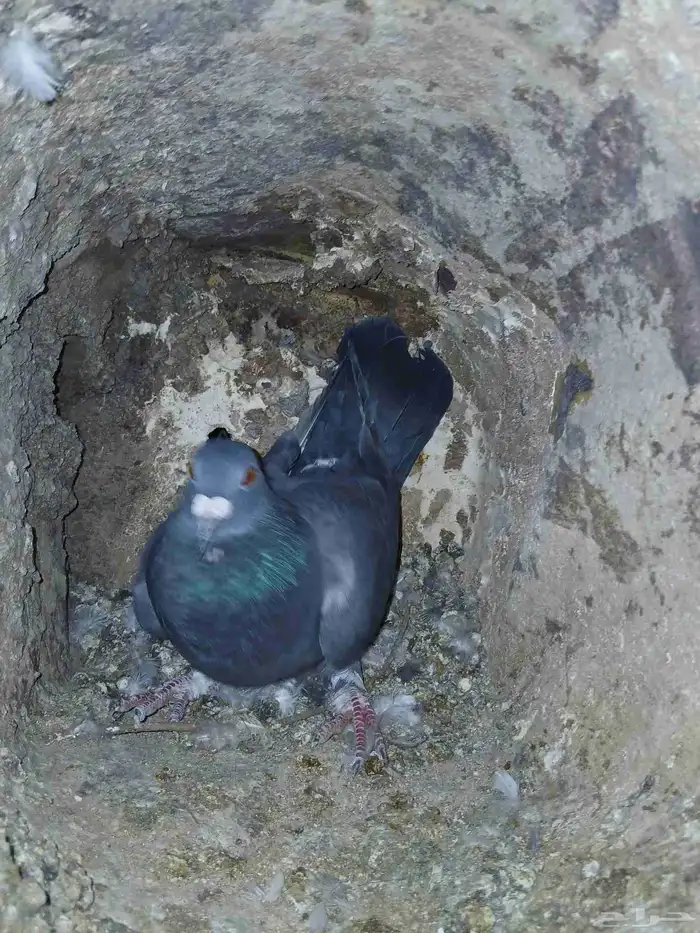 حمام زاجل جامبو 2