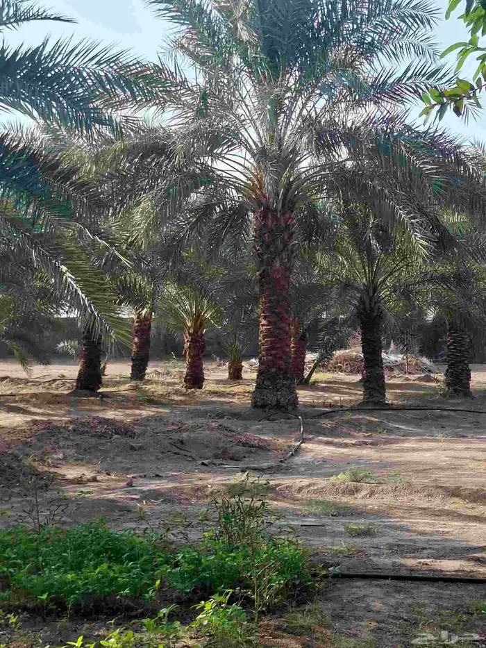 نخيل عربي وجميع المقاسات والنوعيات سكري برحي خلاص مجدول صقعي 7