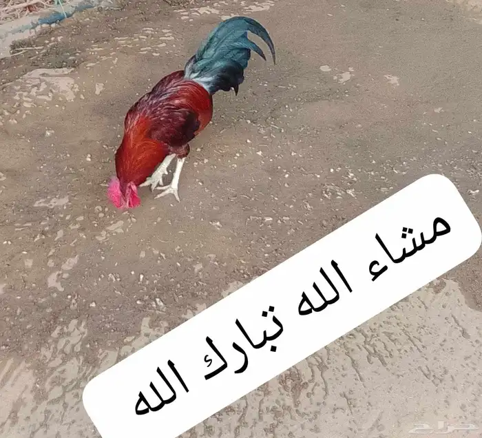 السلام عليكم ورحمه الله وبركاته صلوا على النبي أعرض لكم ديك 2