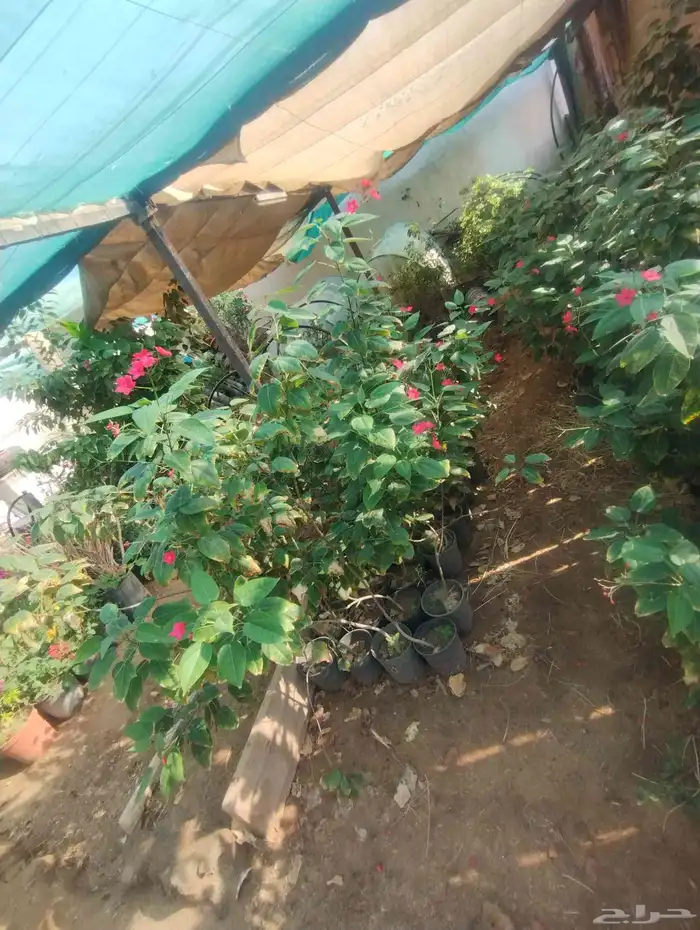 بيع شجرة الجاتروفا جمله فقط 6 4