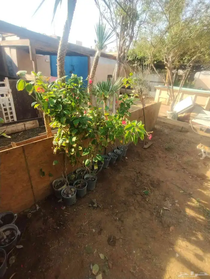 بيع شجرة الجاتروفا جمله فقط 6 2