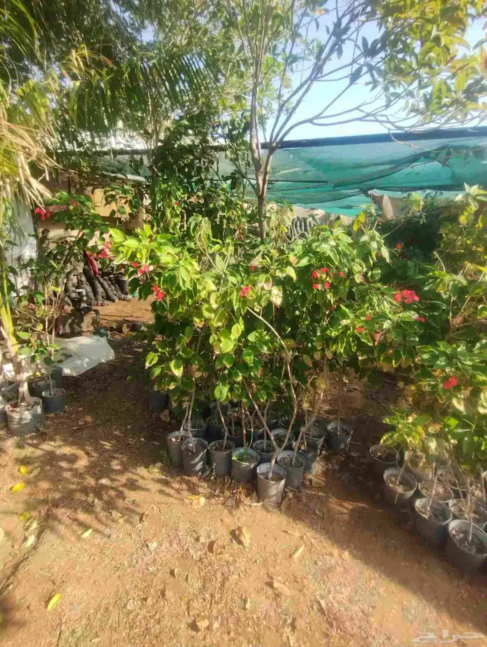 بيع شجرة الجاتروفا جمله فقط 6 1