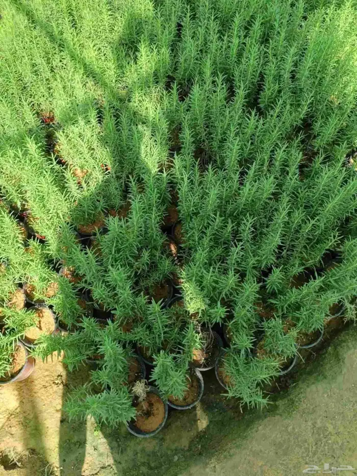 مشتل زراعي 15