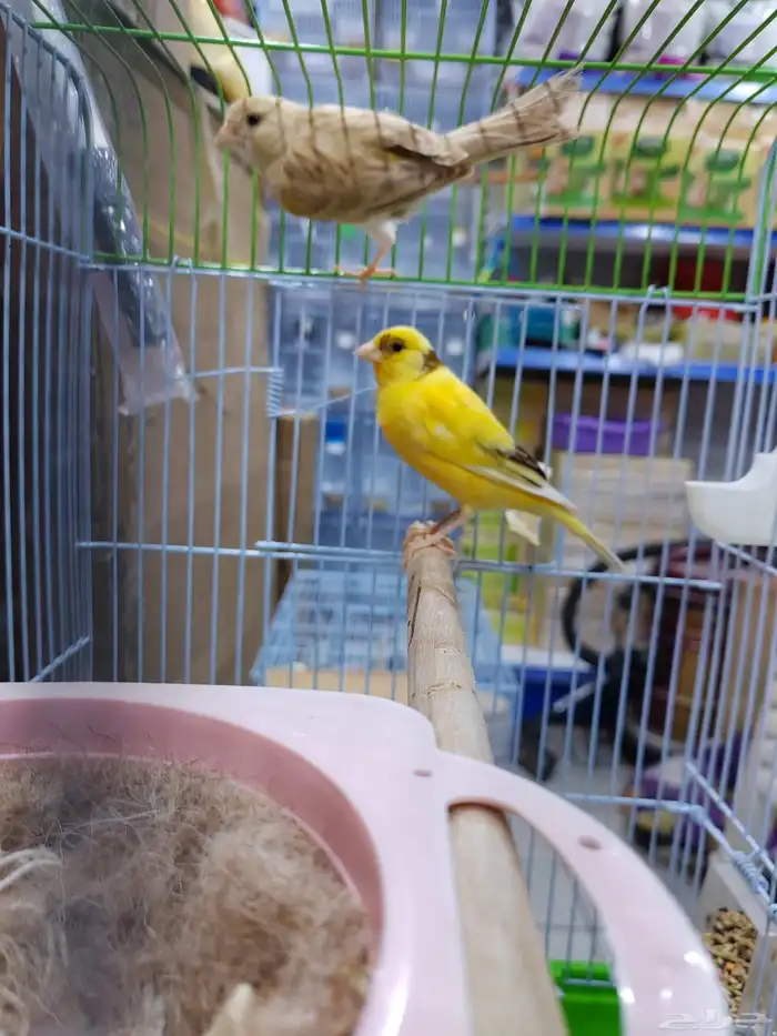 جوز كنارى معاه فرخ 3