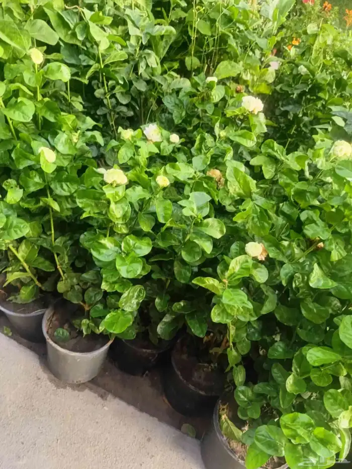 مشتل زراعي 13