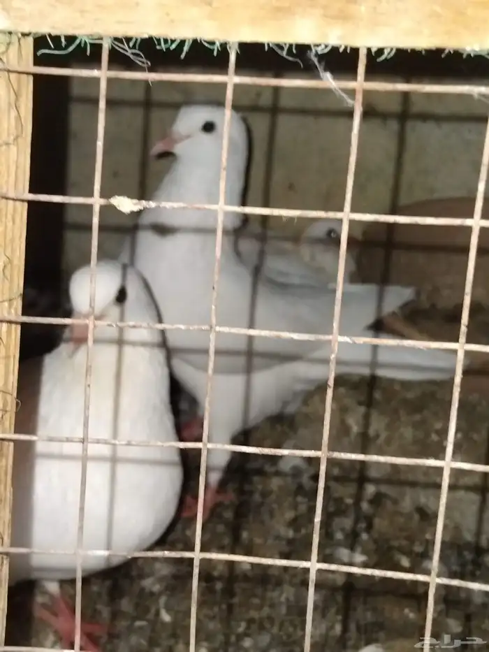 حمام فرنسي سوبر جامبو 2