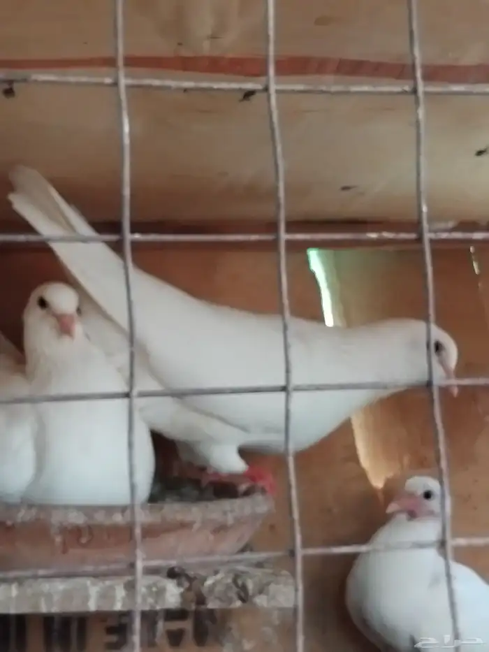 حمام فرنسي سوبر جامبو 6