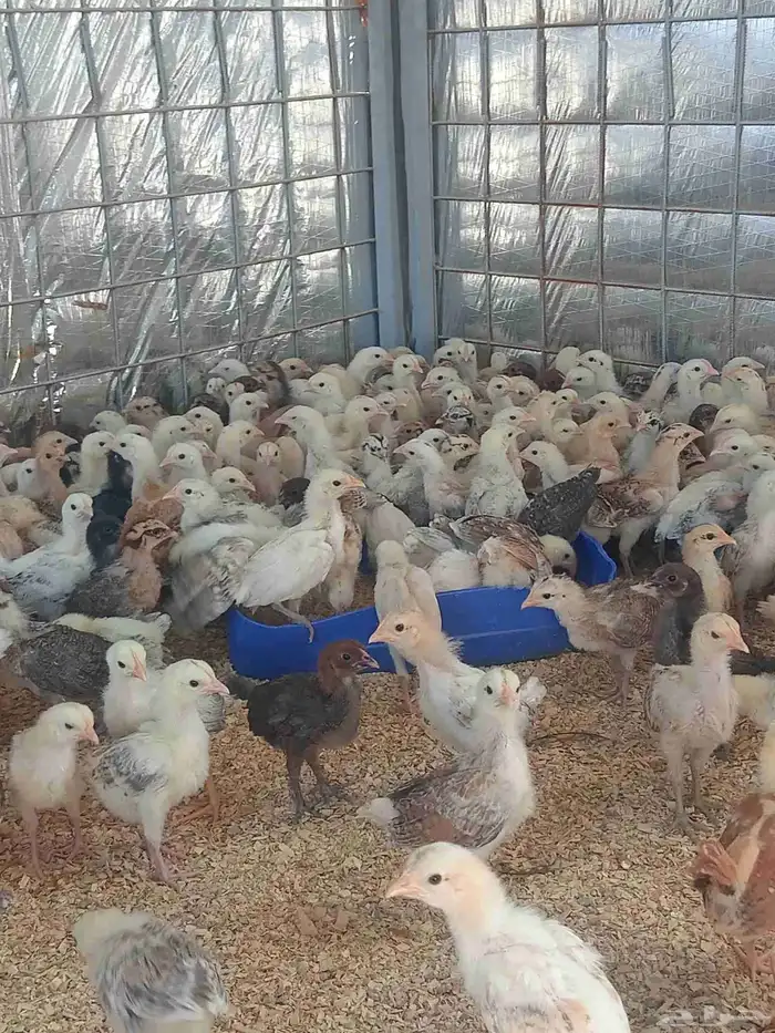 صوص بلدي للبيع 0