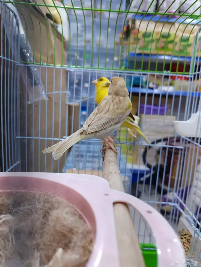 جوز كنارى معاه فرخ 0