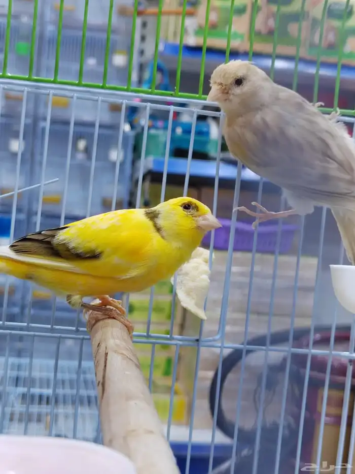 جوز كنارى معاه فرخ 2