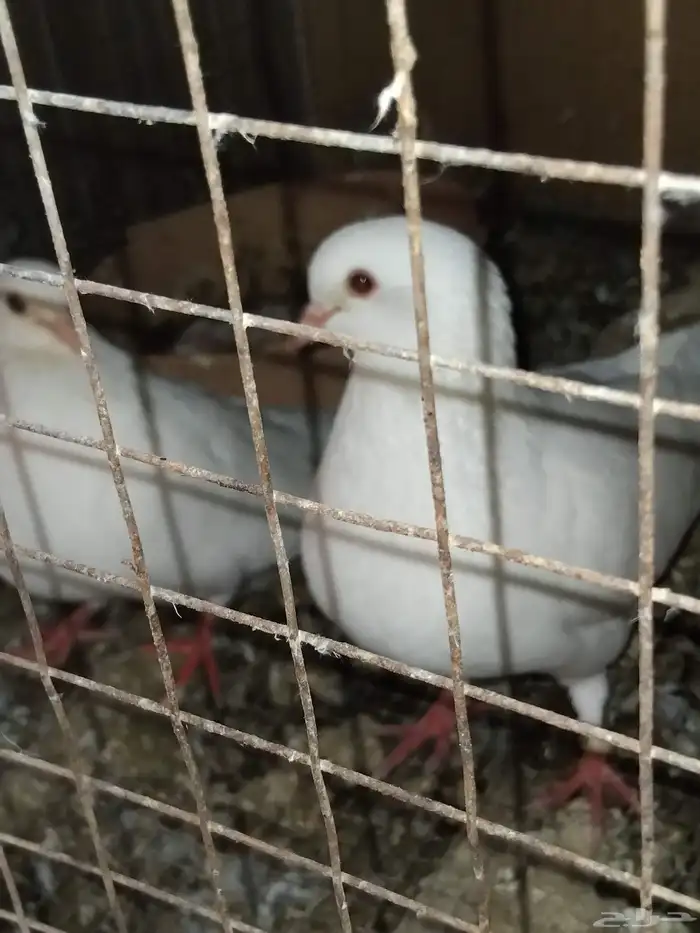 حمام فرنسي سوبر جامبو 3