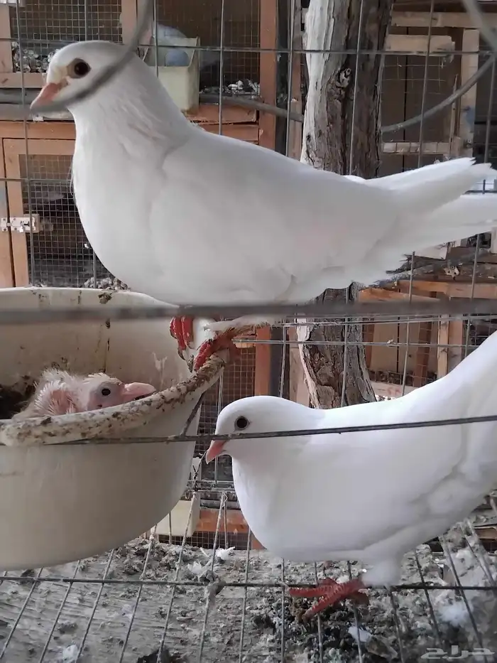 حمام فرنسي سوبر جامبو 8