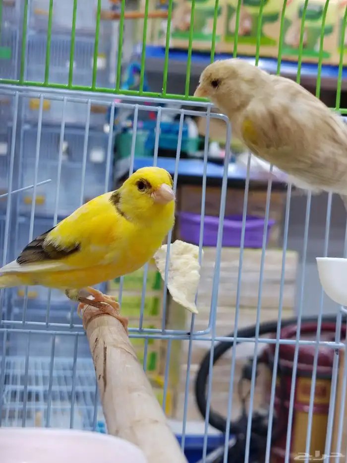 جوز كنارى معاه فرخ 1