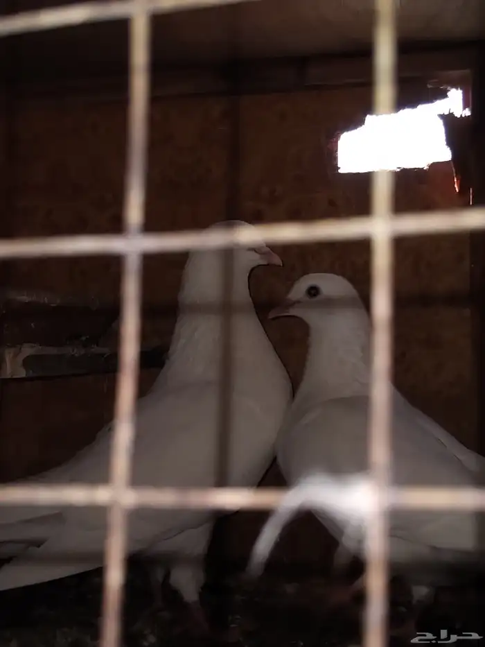 حمام فرنسي سوبر جامبو 5