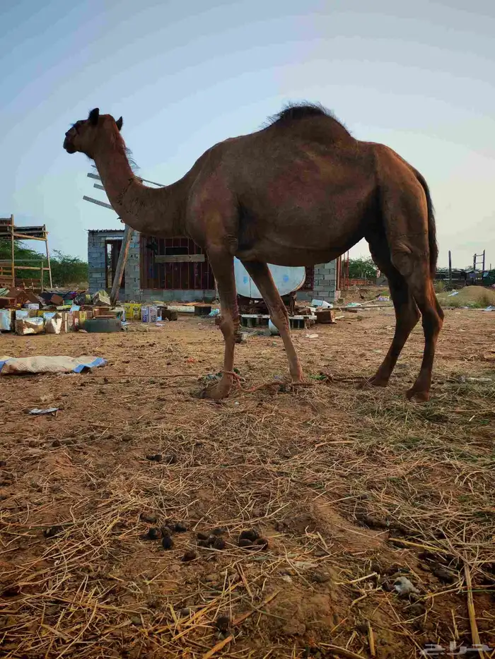 ناقه ساحليه للبيع 1