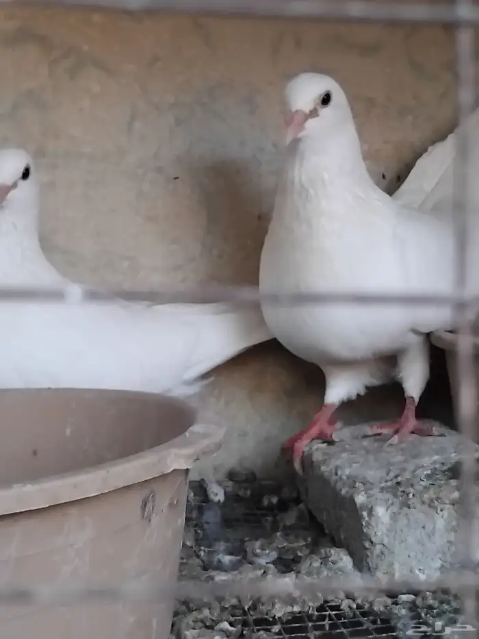 حمام فرنسي سوبر جامبو 0