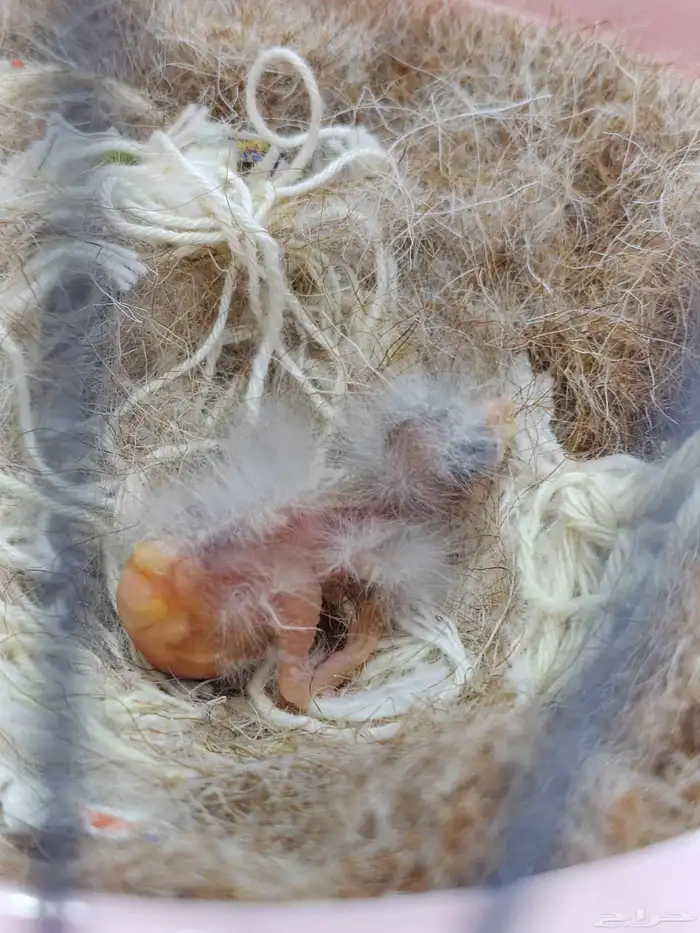 جوز كنارى معاه فرخ 6