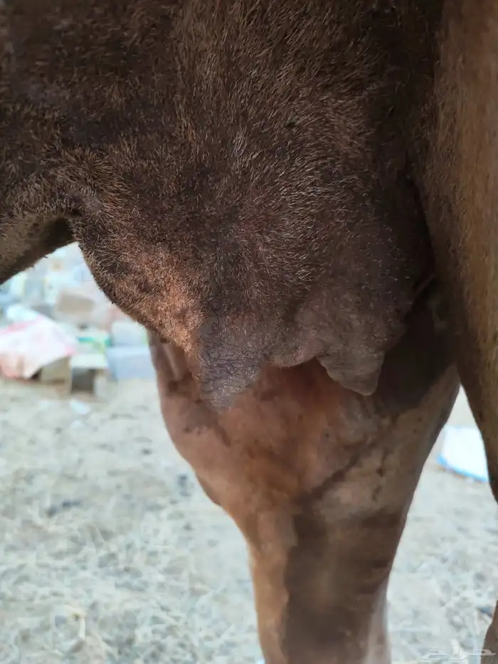 ناقه ساحليه للبيع 7