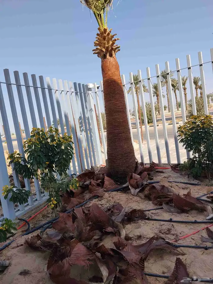 تكريب نخل وزراعة وتلقيح وخلع وغرس جميع أنواع النخيل 0