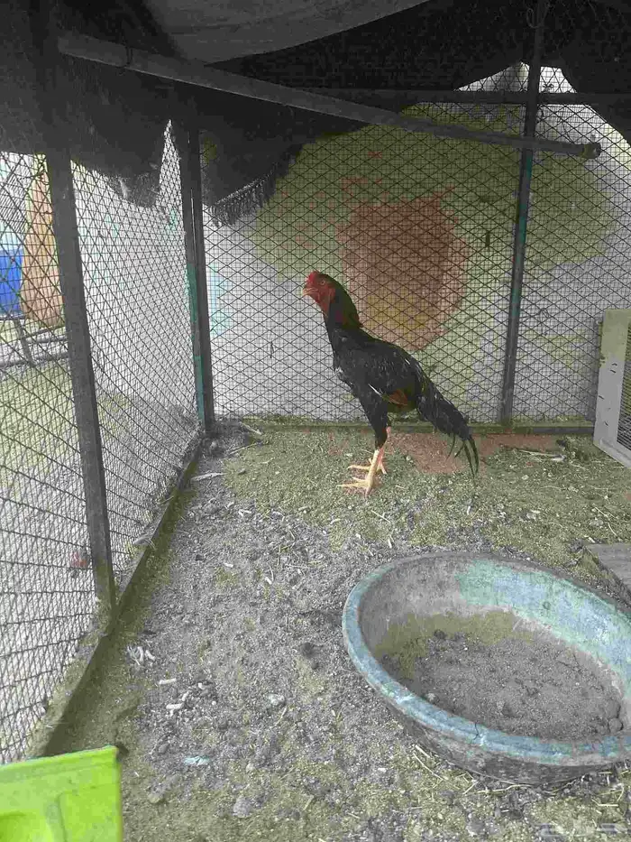 ديك فارسي ياباني 0