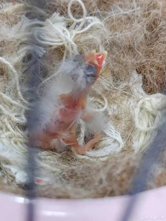 جوز كنارى معاه فرخ 5