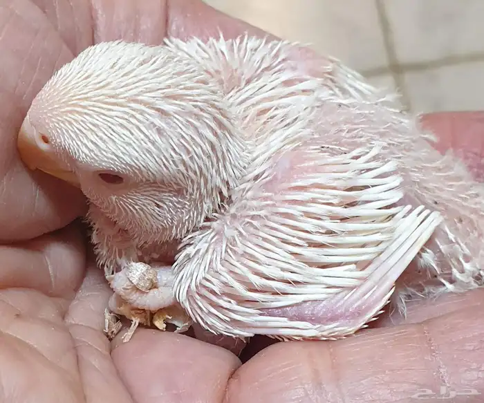 فروخ روز البينو محجلة مع المرفقات 0