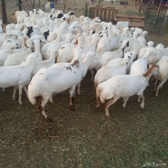 يوجد لدينا ضان رفيديات قرايب موالدات العدد مفتوح 2