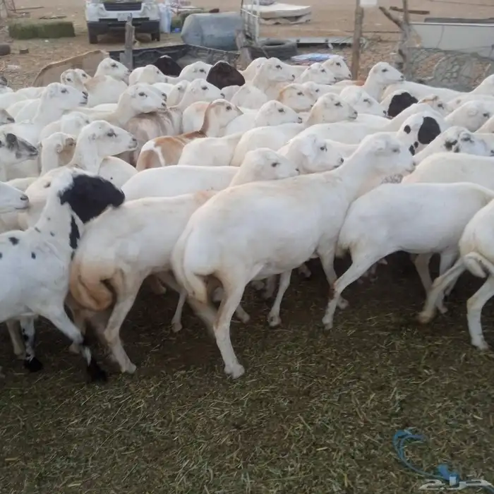 يوجد لدينا ضان رفيديات قرايب موالدات العدد مفتوح 1