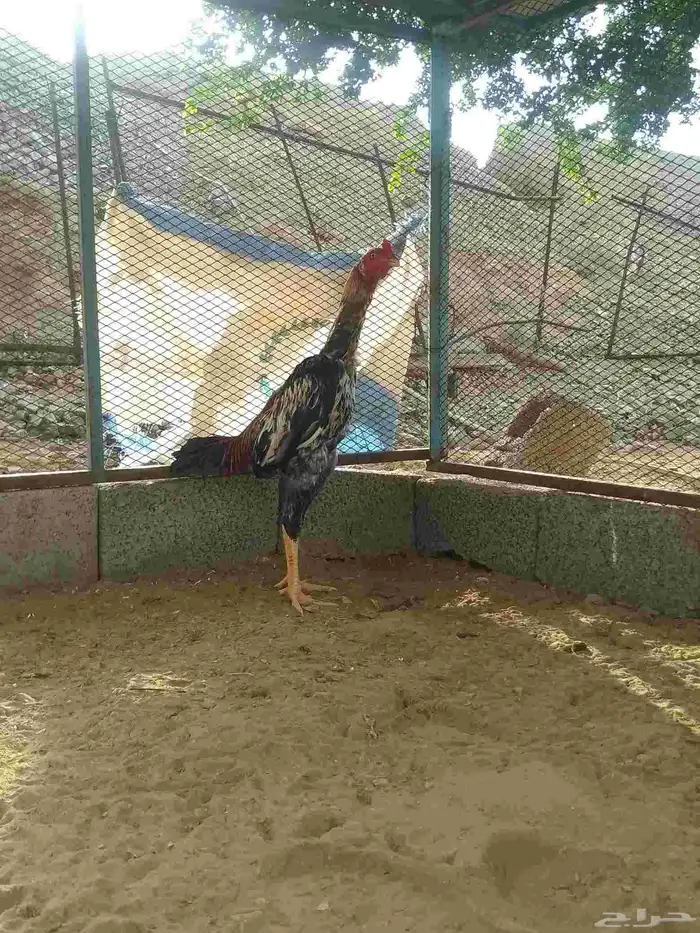 ديك سندي تب 2