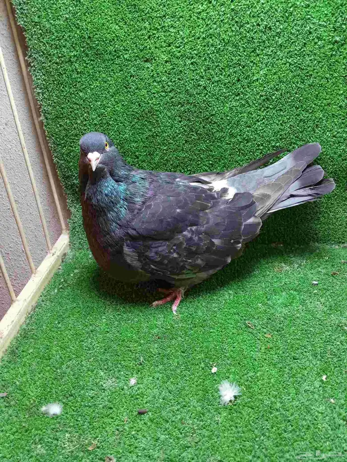 تشكيلة حمام 7