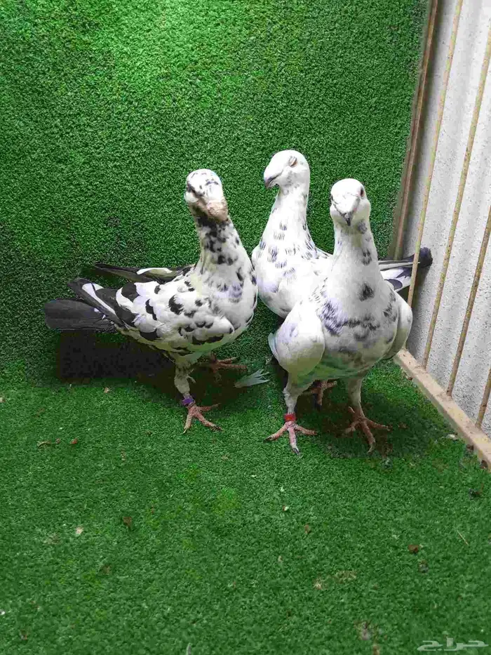 تشكيلة حمام 1