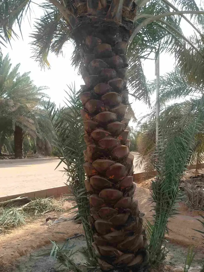 يوجد لدينا عمال نخيل تكريب 5