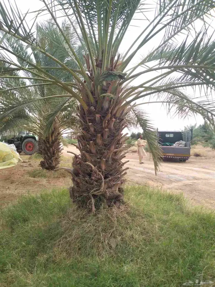 يوجد لدي نخل انواع ممتازه صقعي ومجدوله وسكري وخلاص مسكوهلالي 0