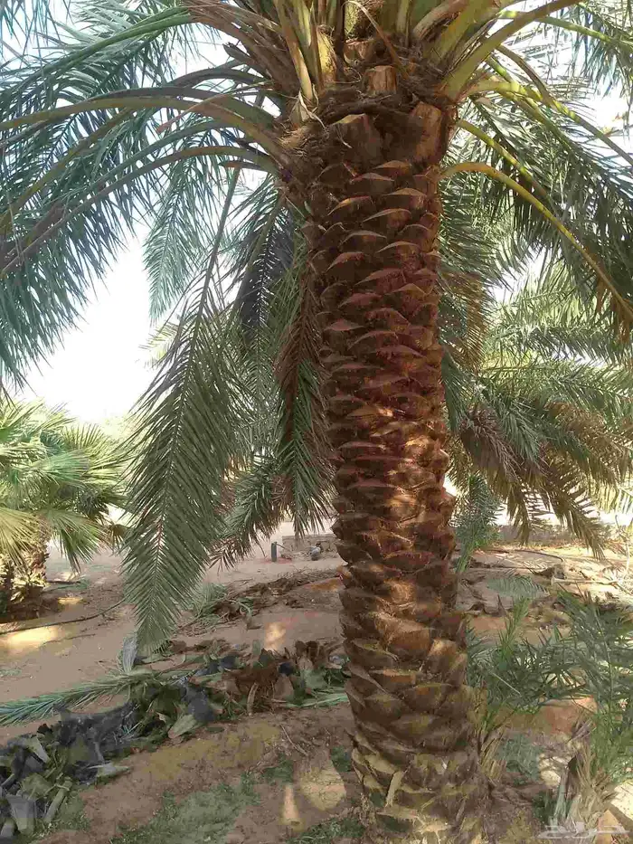 يوجد لدينا عمال نخيل تكريب 4