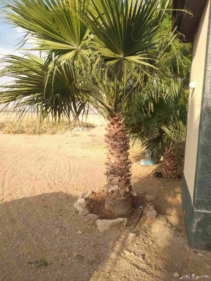 يوجد لدي نخل انواع ممتازه صقعي ومجدوله وسكري وخلاص مسكوهلالي 8