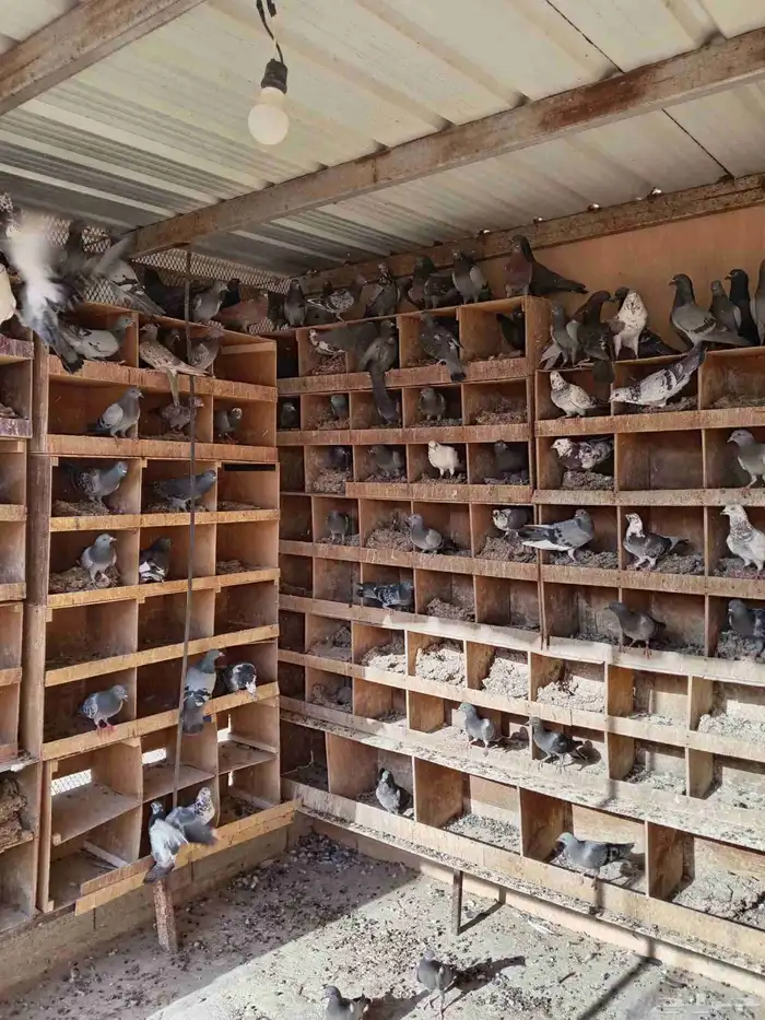 حمام سوادي ب15 0