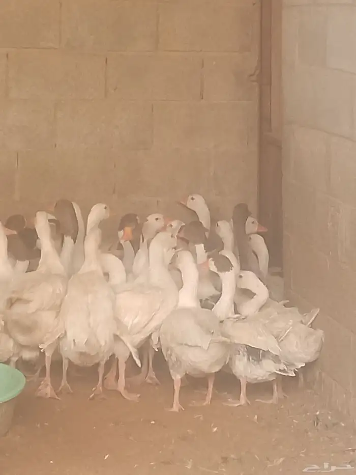 وز بلدي في بياض وفي زبح 2