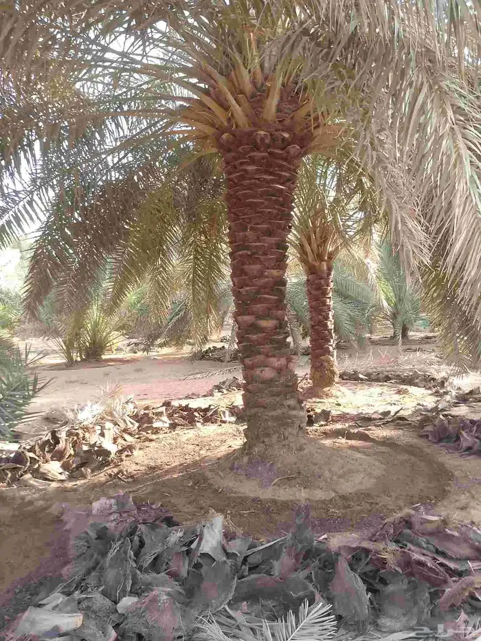 يوجد لدينا عمال نخيل تكريب 2