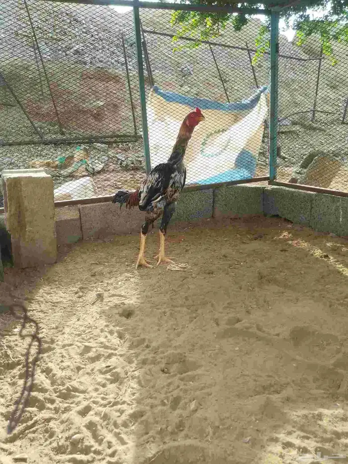 ديك سندي تب 0