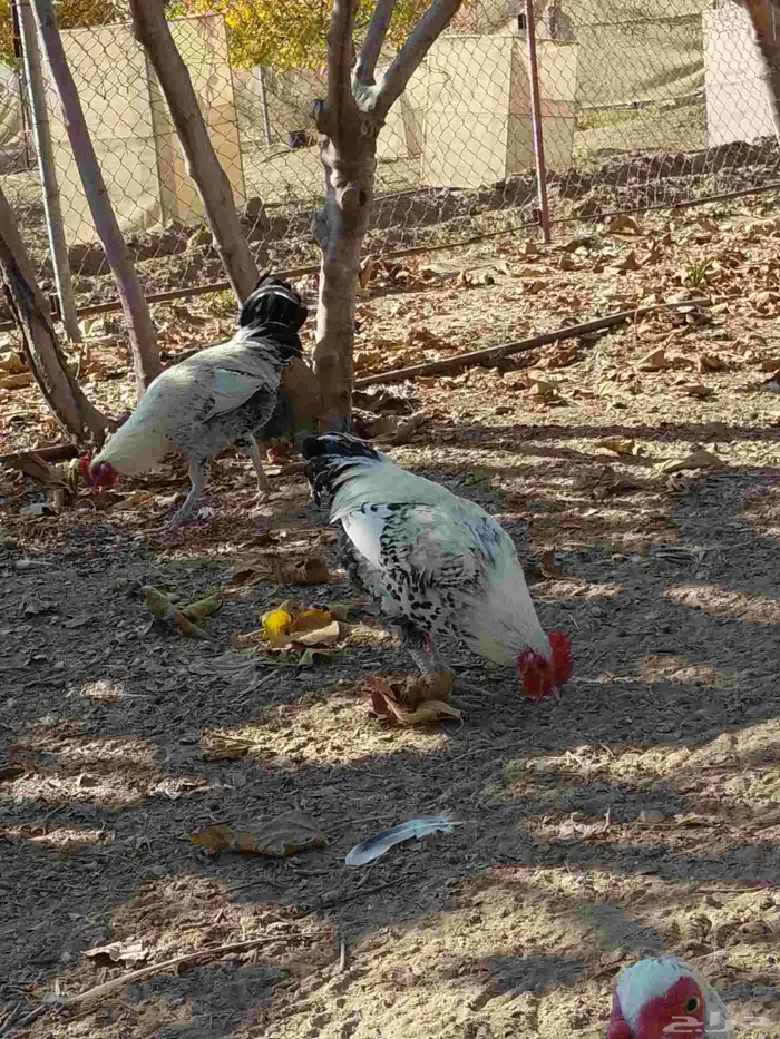 نعرض لكم اليوم اثنين   ديوك بلدي ممتازه وسليمه من كل الأمرا 0