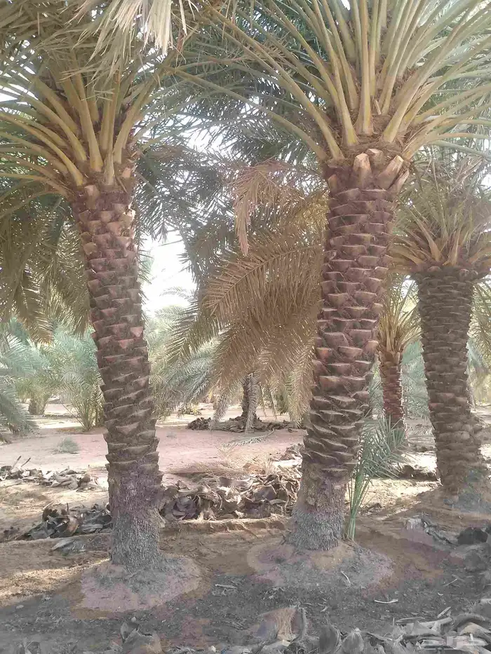 يوجد لدينا عمال نخيل تكريب 3