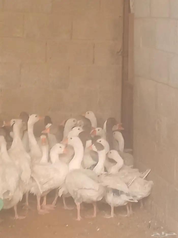 وز بلدي في بياض وفي زبح 0