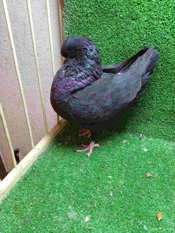 تشكيلة حمام 6