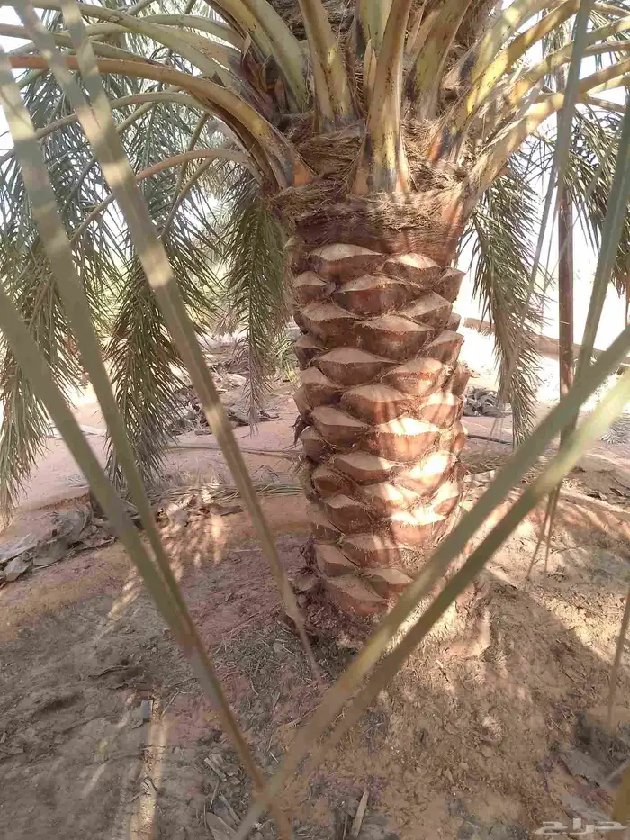 يوجد لدينا عمال نخيل تكريب 6