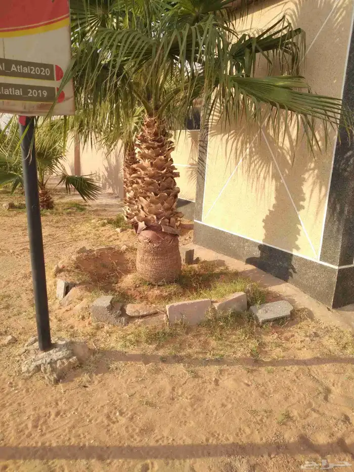 يوجد لدي نخل انواع ممتازه صقعي ومجدوله وسكري وخلاص مسكوهلالي 9