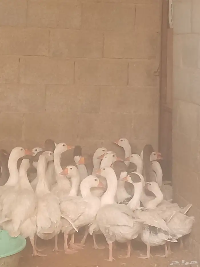 وز بلدي في بياض وفي زبح 1