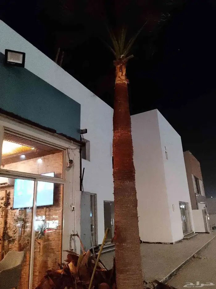 تكريب الواشنطونيا والنخيل وتنسيق الحدائق وقطع اشجار 3