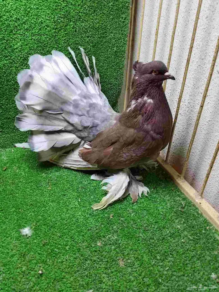 تشكيلة حمام 4