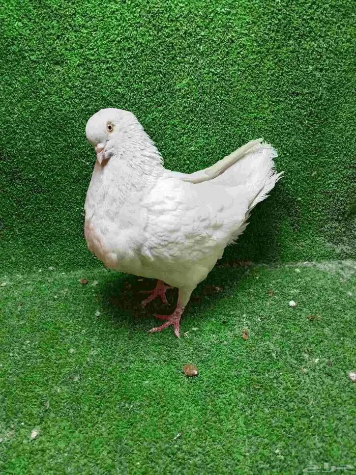 تشكيلة حمام 9